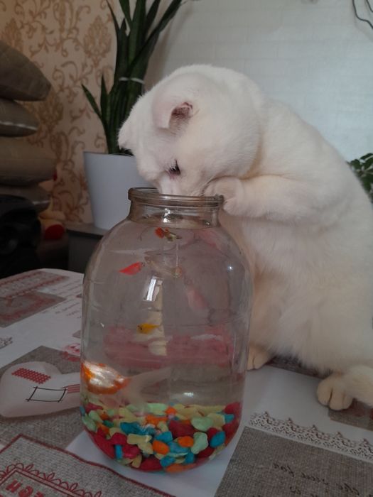 Кошка скотиш фолд малчик