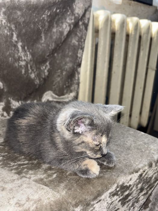 Отдам котят бесплатно