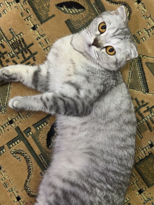 Вязка нужен котик скотиш фолд