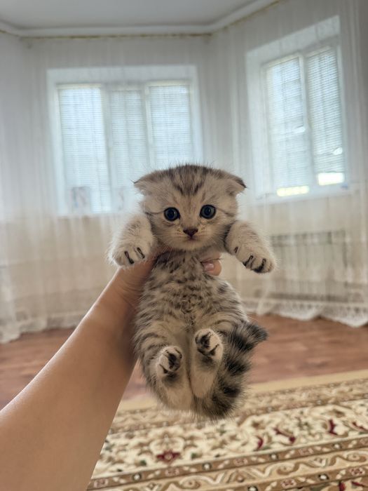 Шотладская вислоухая