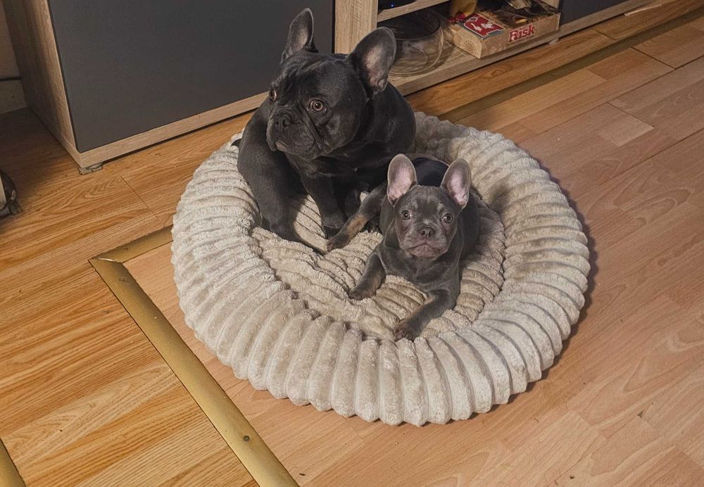 френски булдог .