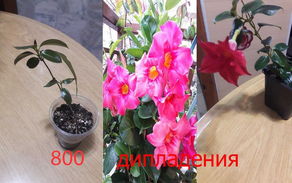 Комнатные  цветы