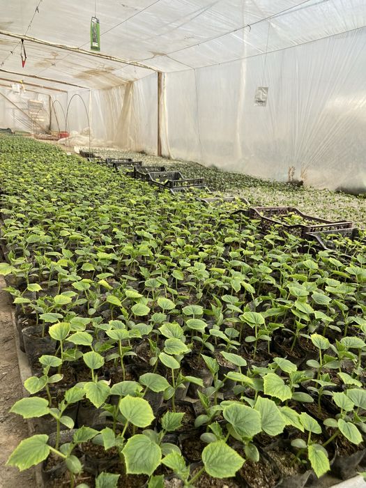 Bodring koʻchat KARONA f1