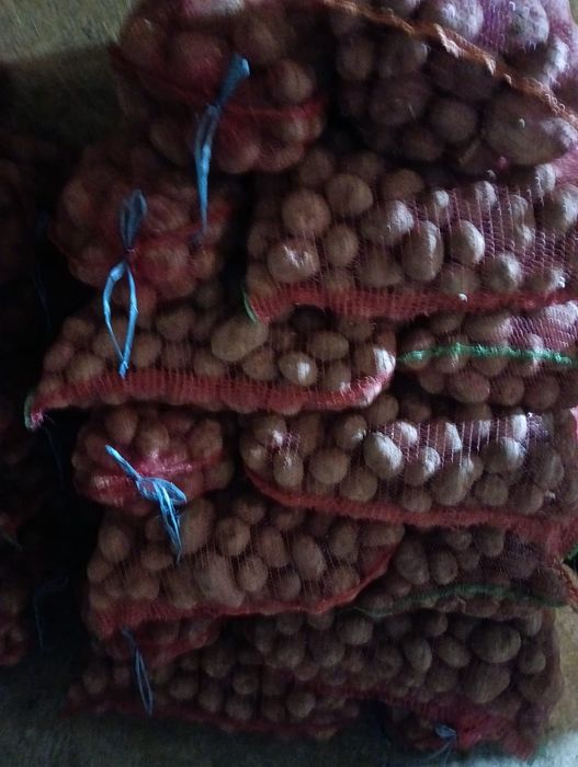 Cartofi Bellarosa consum și de sămânță