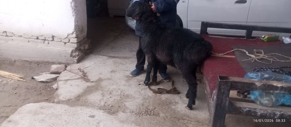 Зоттор казоки кучкор сотилади