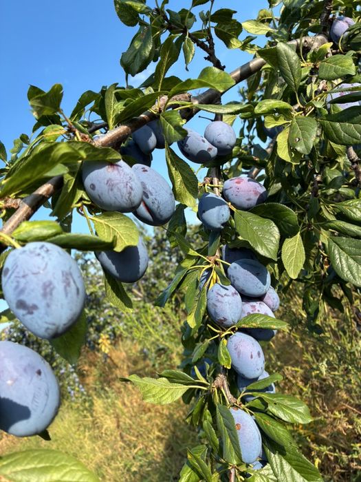 PRUNE -Bogati,Arges