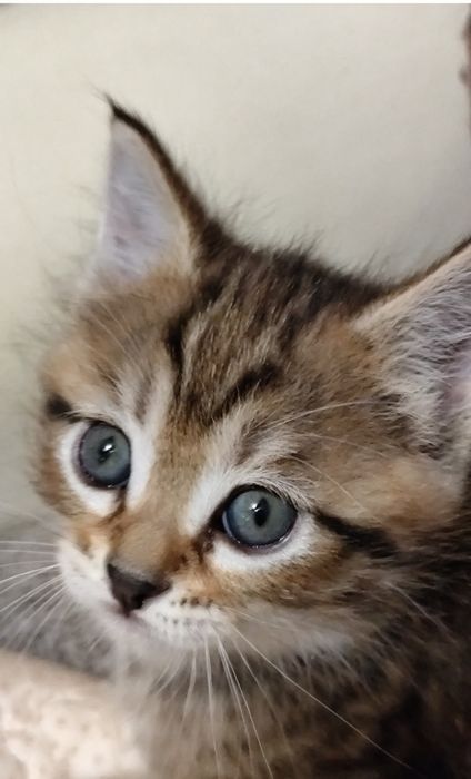 Домашние котятки