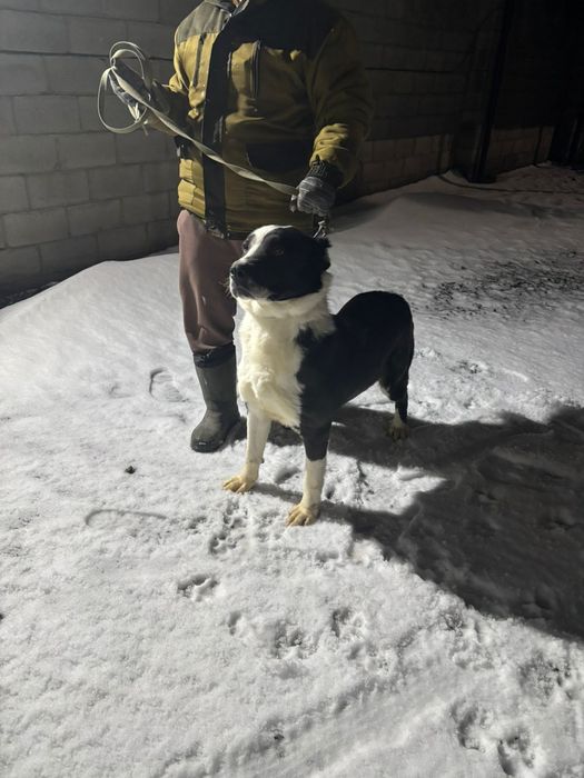 Отдам САО  сука 3года
