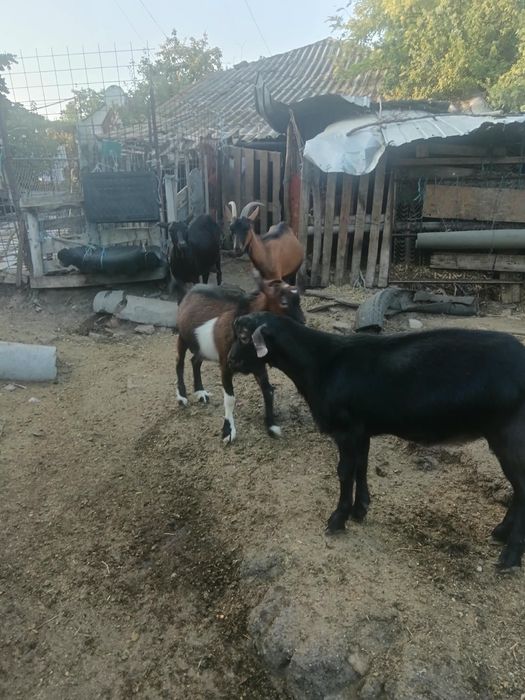 Capre cu lapte de vânzare