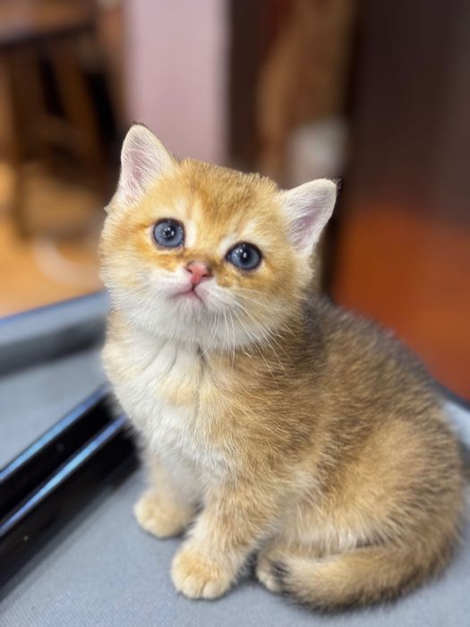 Продаются котята британ и фолд