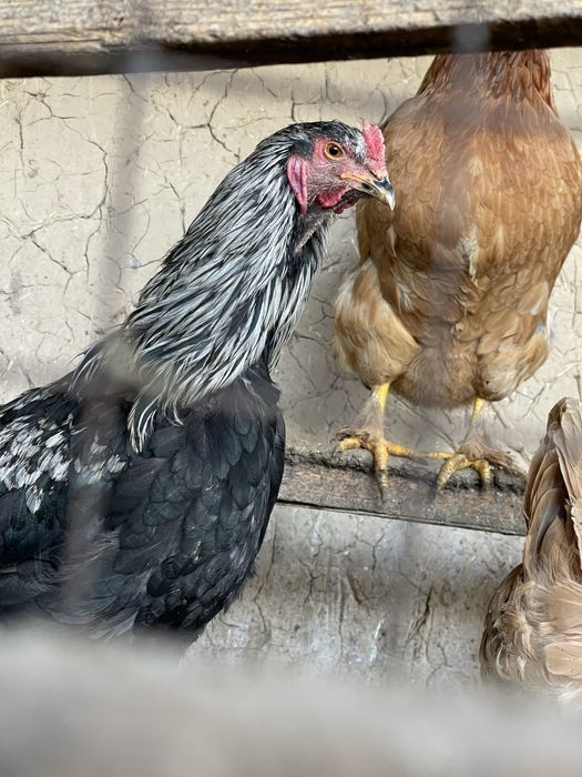 Brama zotli xorozlari sotiladi