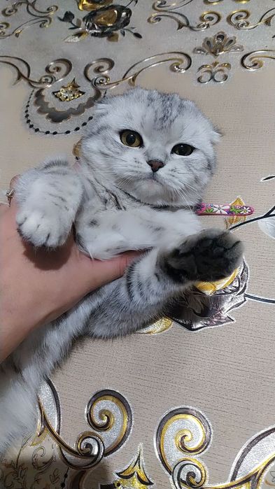 sotiladi mushukchalar kelishilgan narxda