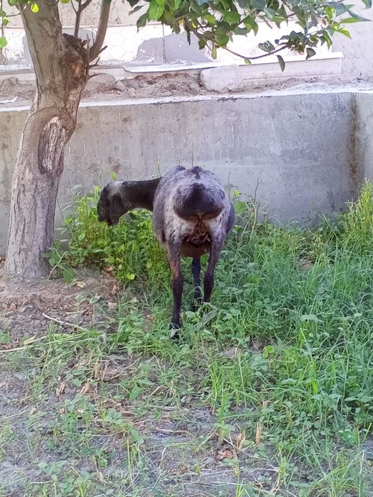 Bugoz qazoqi sotiladi