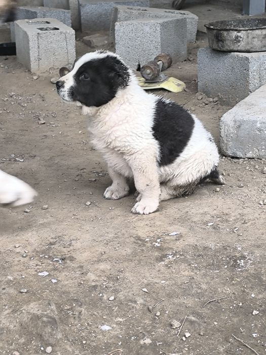 Щенки казахского тобета