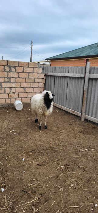 Қошқар сатылады.