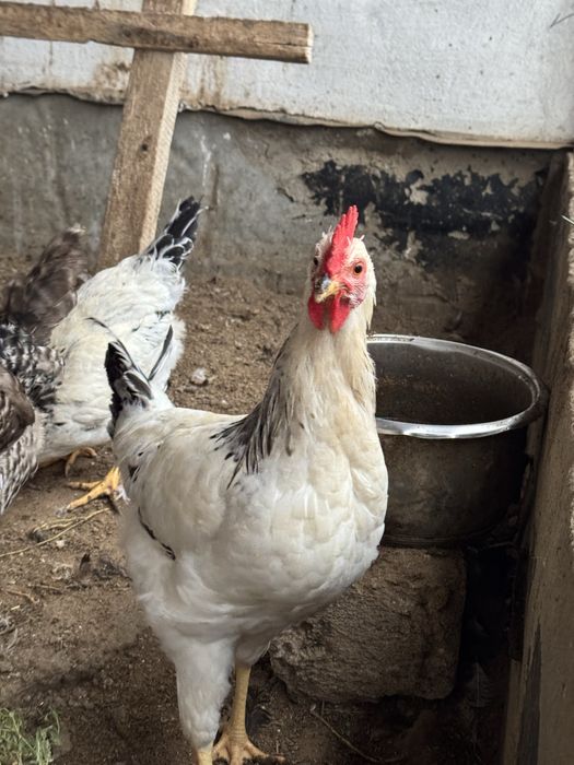 Продаётся Куры и индоутки несутся 5000