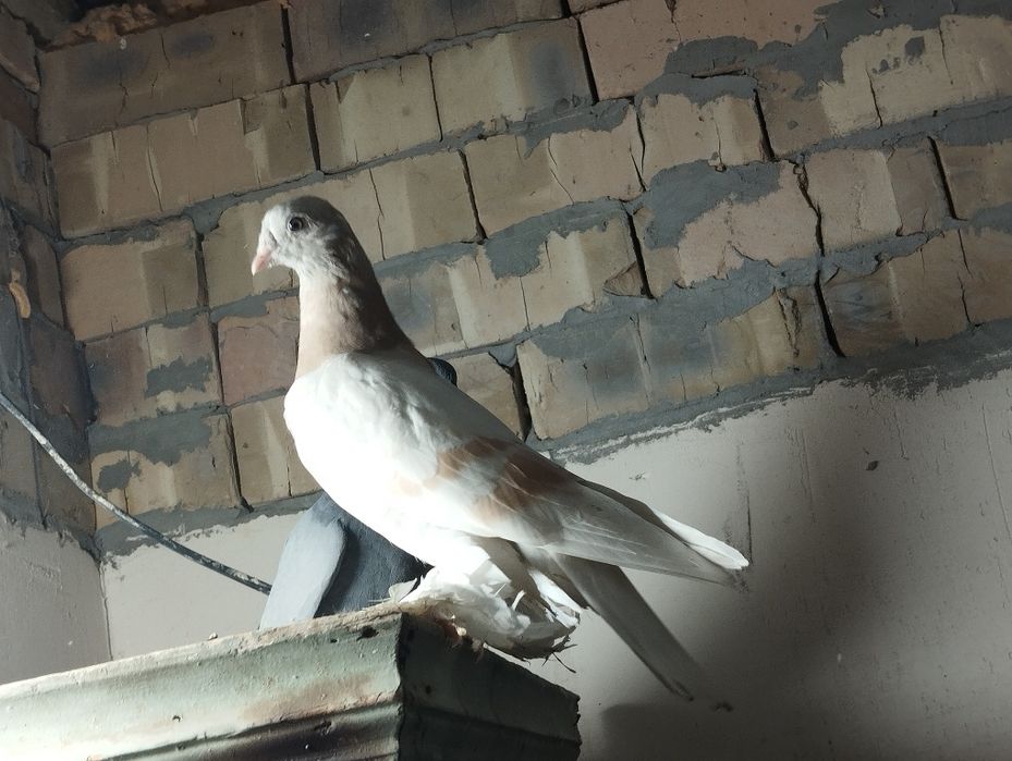 Продам голубя пискуна тасман гребля игра есть