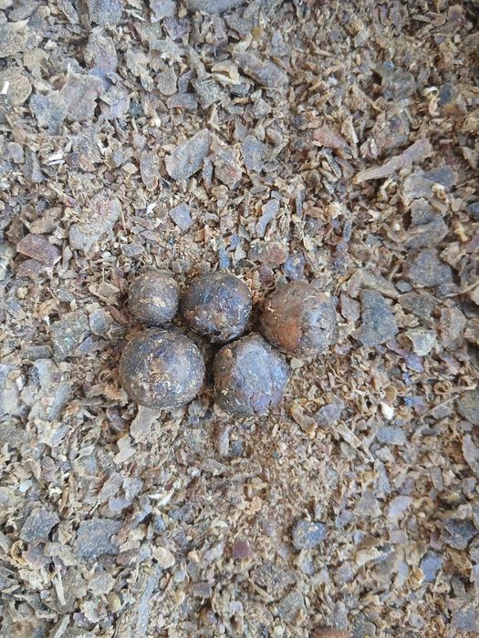 Продам прополис пчелиный клей 1гр -50 тг