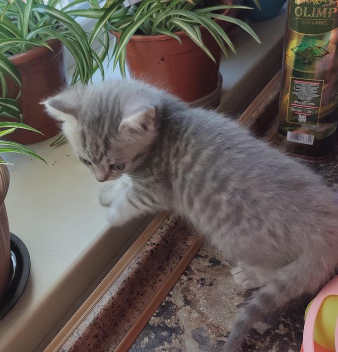 Шатланские котята
