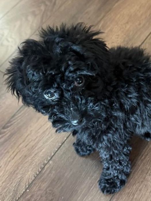 Той Пудел/ Toy Poodle Черно Момиче с паспорт и ваксини