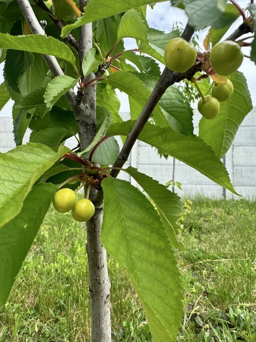 Vand teren Tartasesti 414 mp