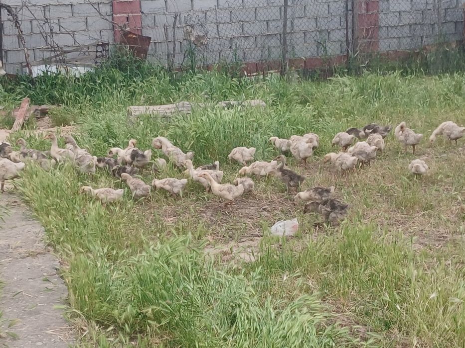Гусята Продаётся