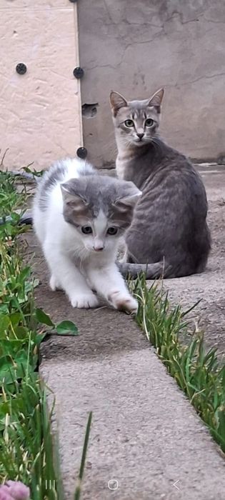 Котята отдам бесплатно