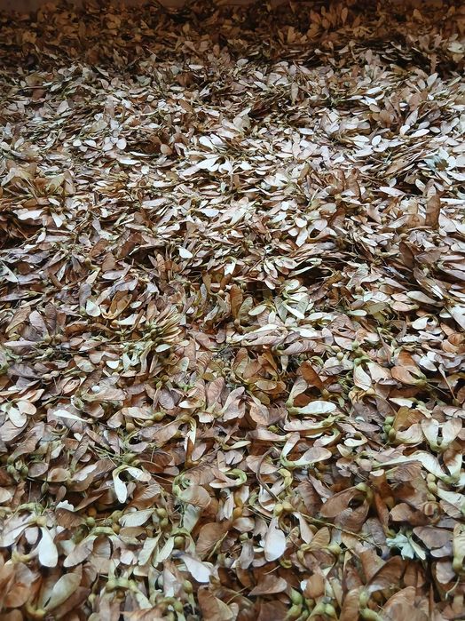 Sămânța de paltin