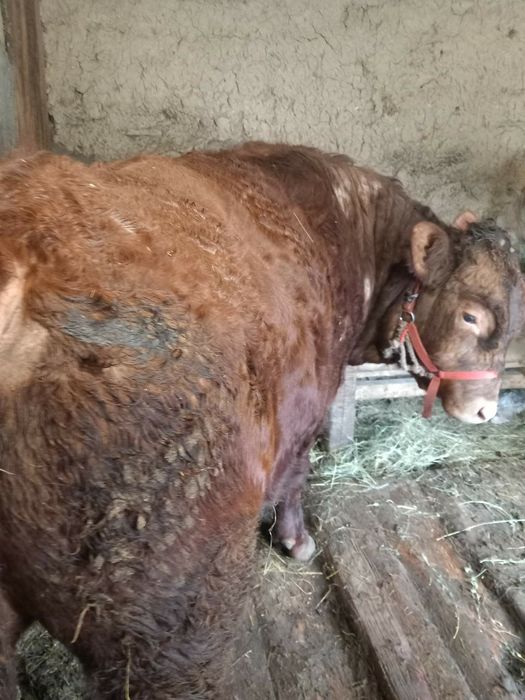 Vând viței buni de sacrificat