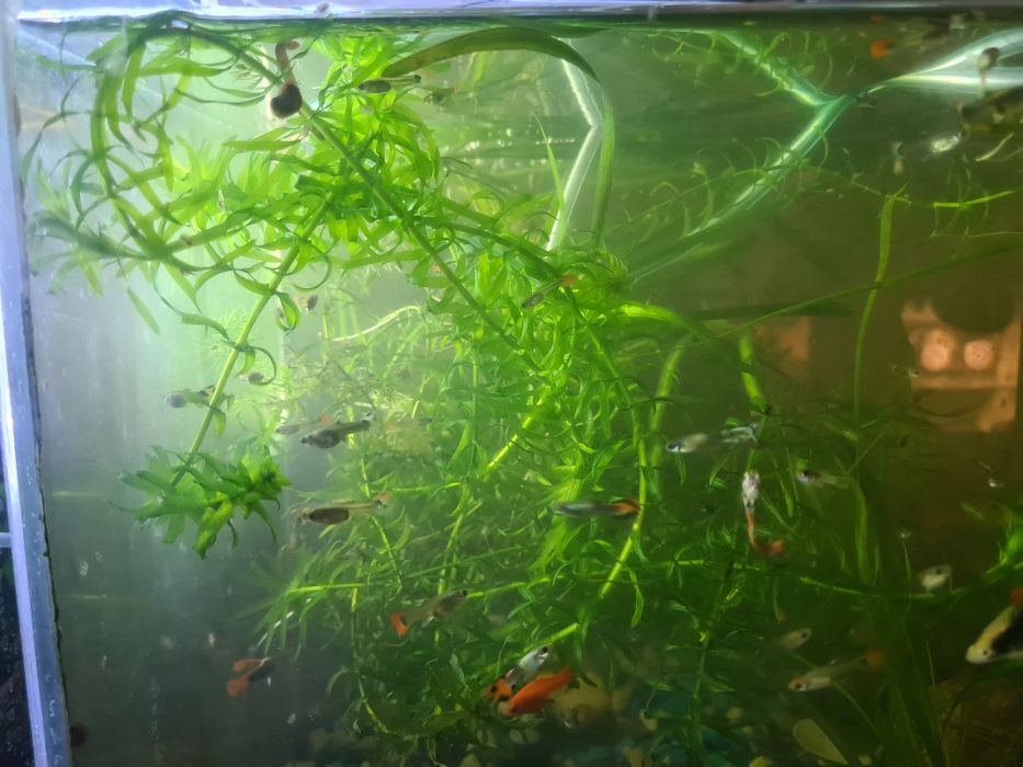 Аквариумные рыбки Гуппи