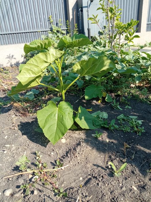 Paulownia de 1-3 m