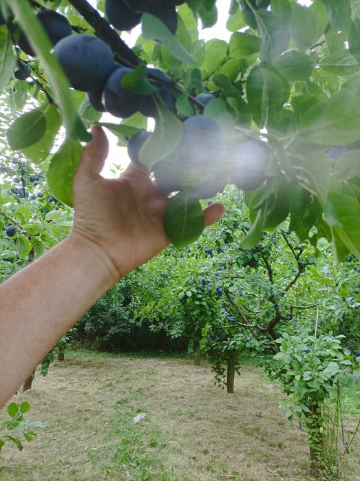 Prune de vanzare