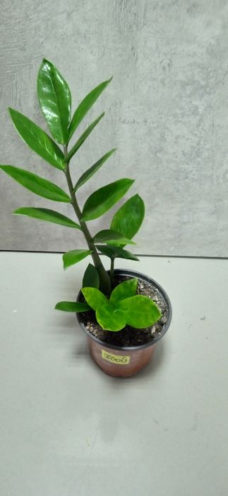 Продам комнатные цветы