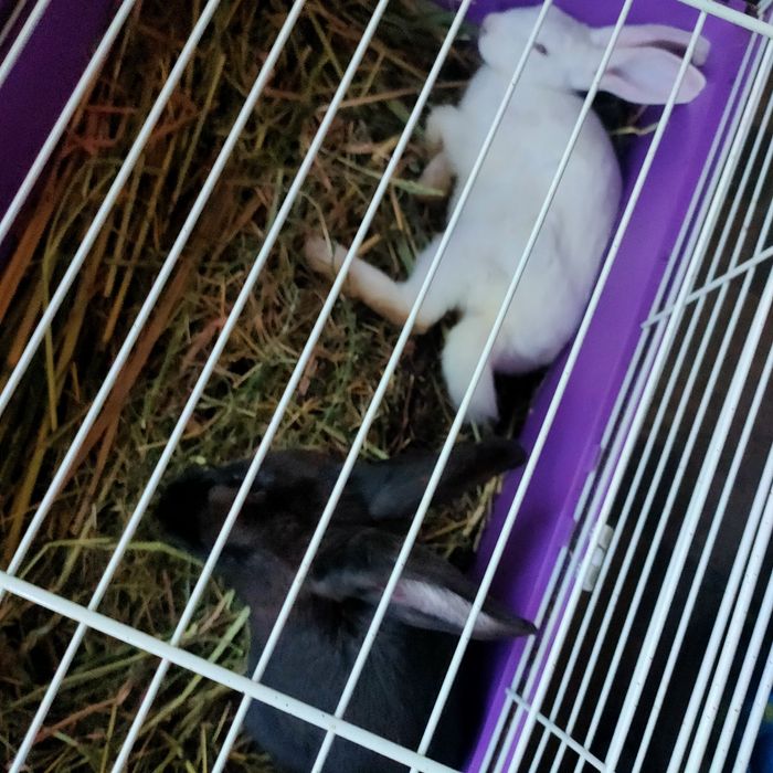 Iepurași drăgălași