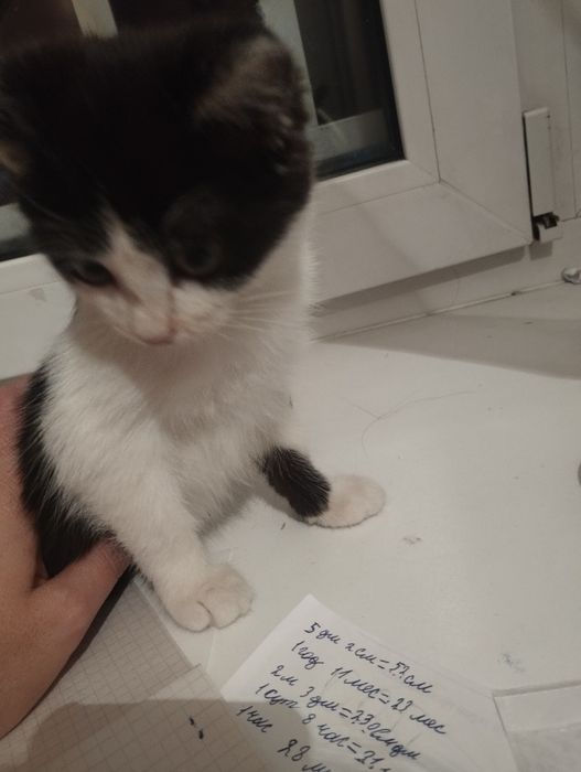 Отдам котенка  4 мес.девочка.