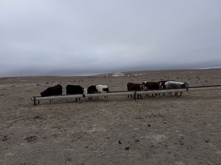 8 сиыр буаз сатылад