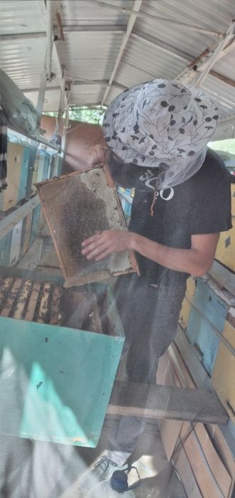 Продам пчелоприцеп