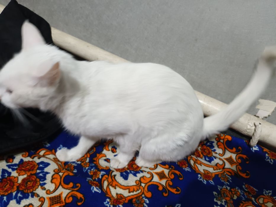 Кошка в добрые руки