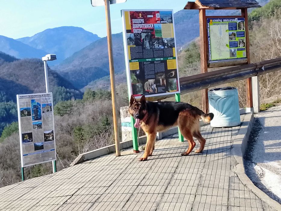 Немска Овчарка много едър представител мъжка