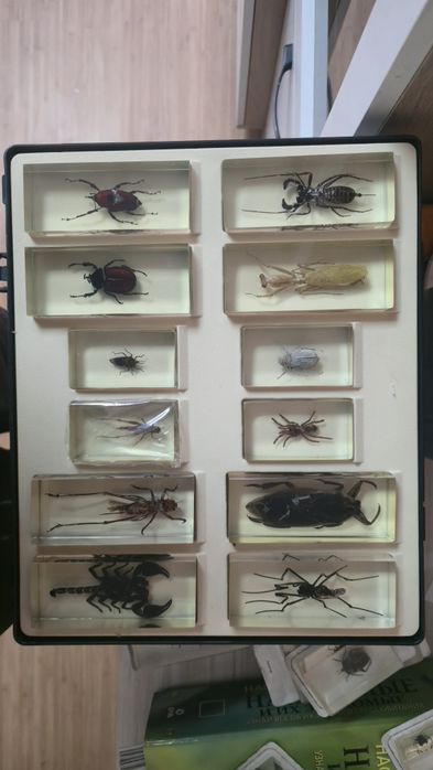 Продам коллекцию насекомых