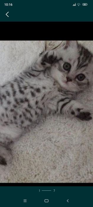 Шотландские котята  и 2 недели .1 месяц .Приучены к лотку.