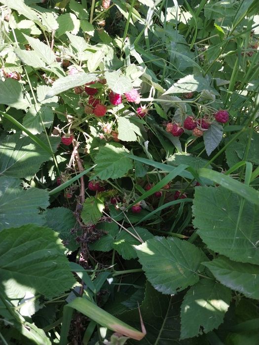 Продам саженцы малины, клубники