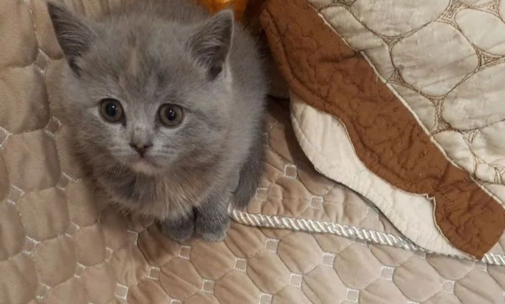Котята девочки 1.5 мес в голубых шубках