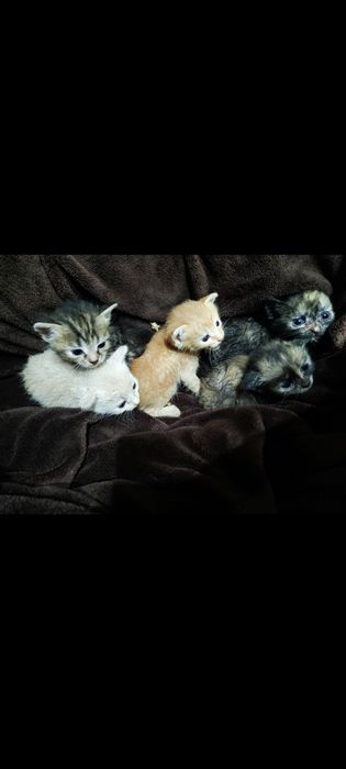 Срочно в добрые руки!!!