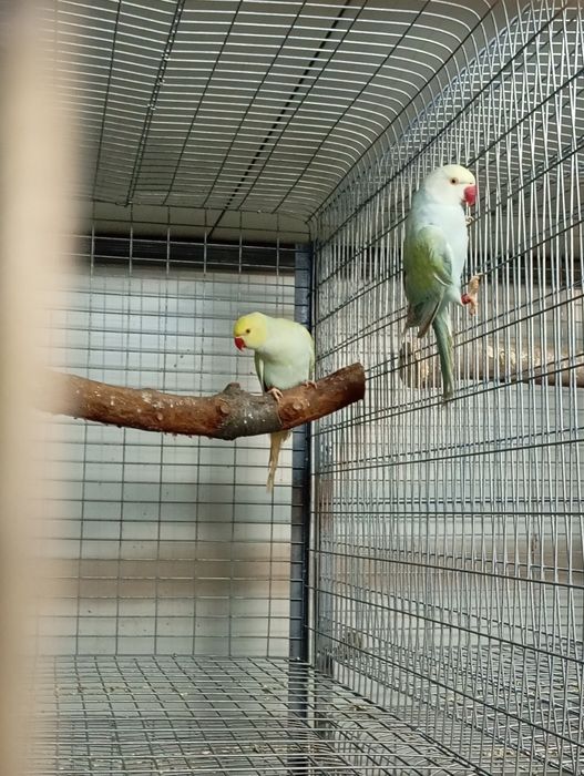 Papagali micul Alexandru