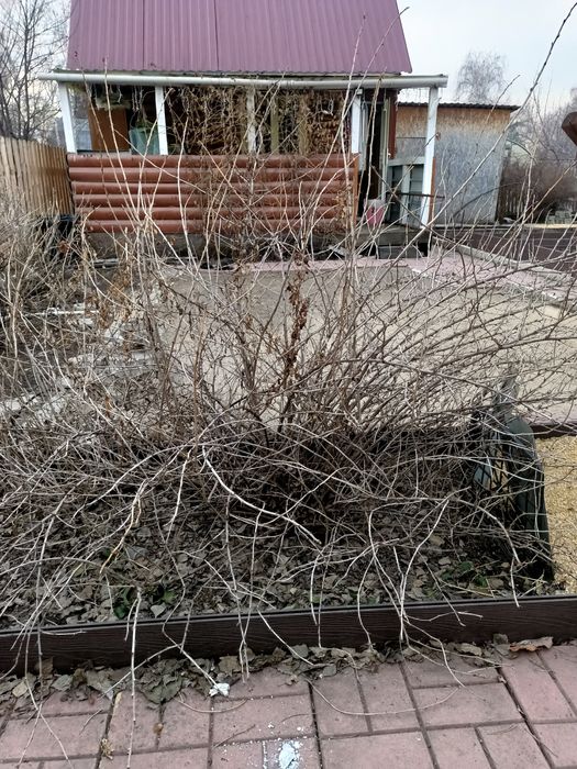 Продам куст крыжовника