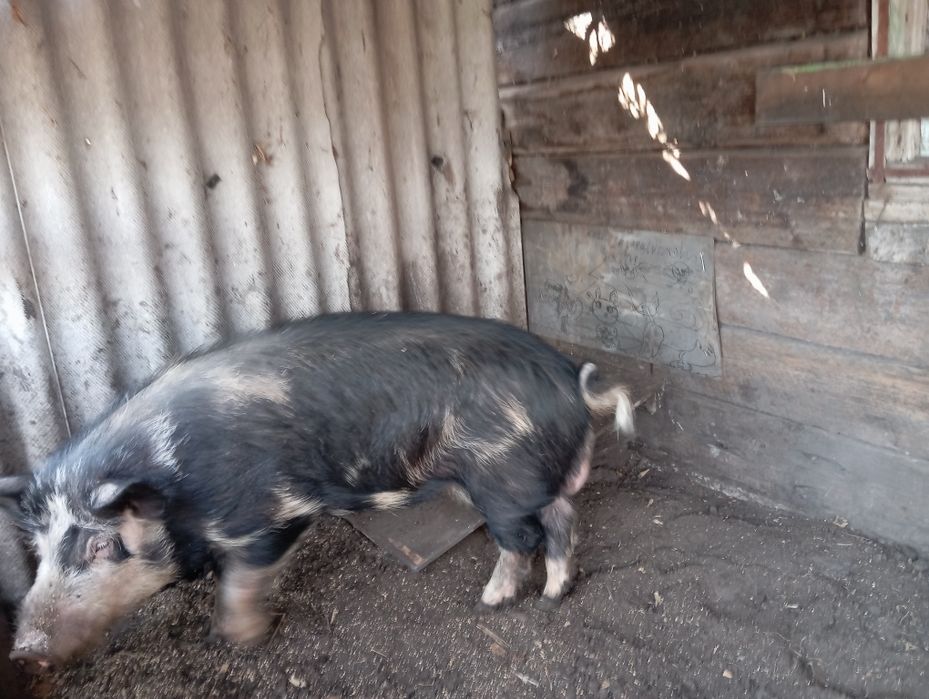 Молодой кабан на племя