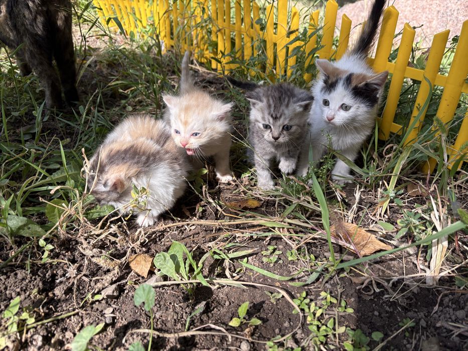 Отдам котят в хорошие руки