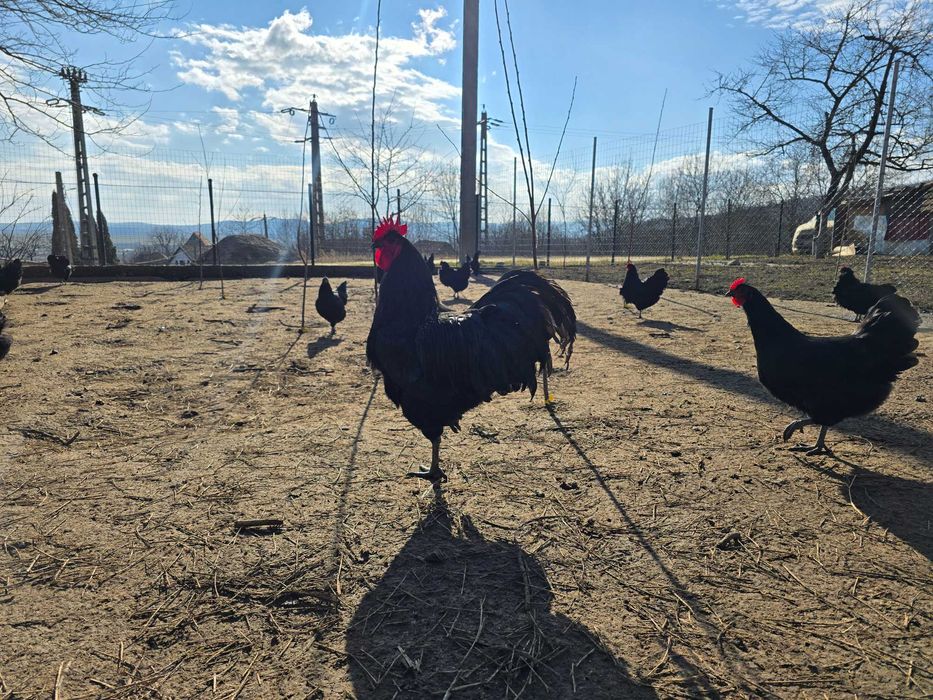 Ouă austrolup de vânzare