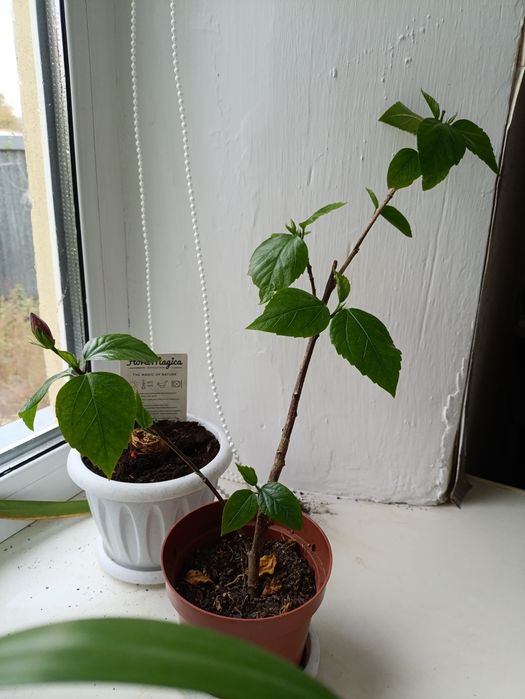 Цветы комнатные .